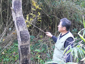 工房だより：今年漆を採取した木の掻き跡を説明してくださる、丹波漆生産組合の岡本さん